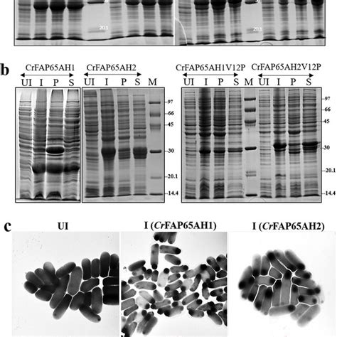 Kinetics Of Induction Of The Recombinant Proteins A And Formation Of Download Scientific