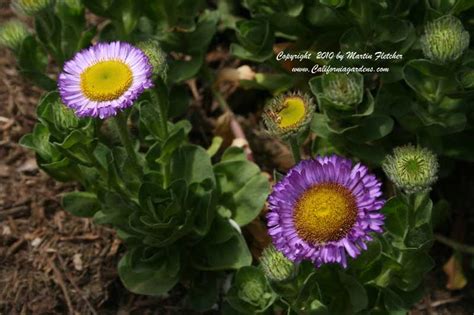 Erigeron Glaucus Sea Breeze Pink Seaside Daisy California Gardens