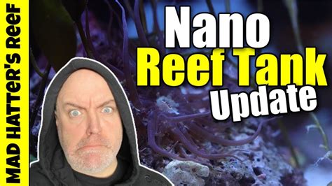 The Nano Reef Tank Update Youtube