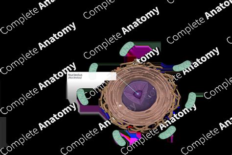 Nucleolus | Complete Anatomy