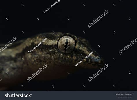 Lizard Face Closeup Wild Animals Stock Photo 2198243375 | Shutterstock