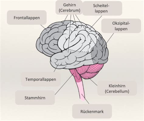 Vl Neuroanatomie Karteikarten Quizlet