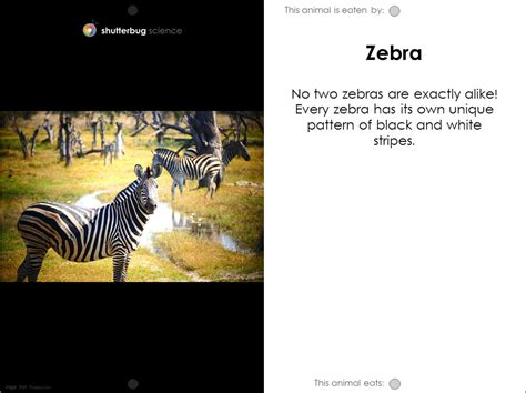 Zebra Food Web