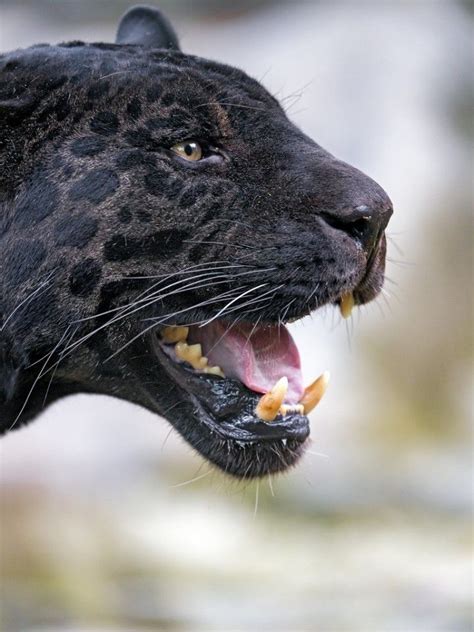 A Close Up Of A Black Leopard With Its Mouth Open