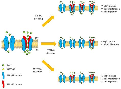 Nutrients Free Full Text TRPM6 Is Essential For Magnesium Uptake