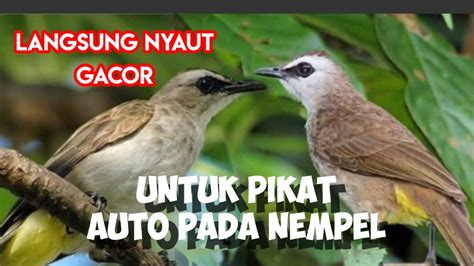 Suara Burung TRUCUKAN GACOR Sangat AMPUH Untuk Pikat Dan MASTERAN YouTube