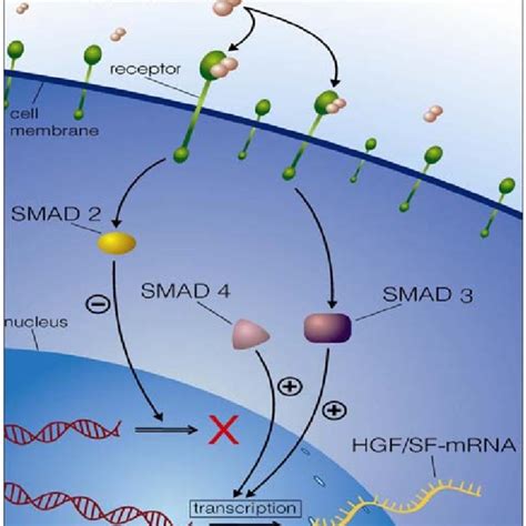 Activation Of Transforming Growth Factor B Tgf B In Vitro