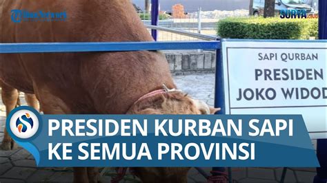 Presiden Jokowi Berikan Sapi Kurban Ke Semua Provinsi Total Ekor