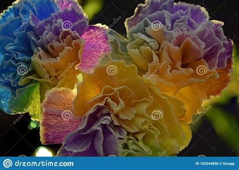 Colorful Rainbow Carnations Close Up Stock Photo - Image of garden ...