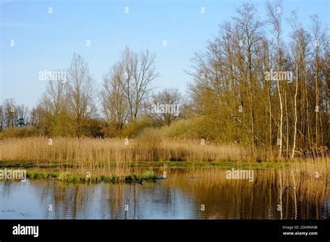 A View Of A Small Pond Located In The Middle Of A Forested Moor Stock