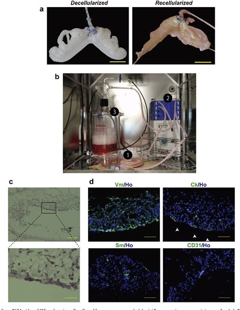 Figure 2 From Partial Regeneration And Reconstruction Of The Rat Uterus