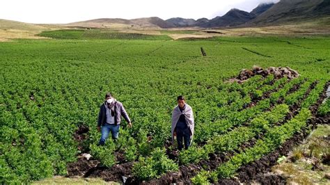 Productores De Papa De Pachitea Acceden A Créditos De Agroperú Tu Diario Huánuco