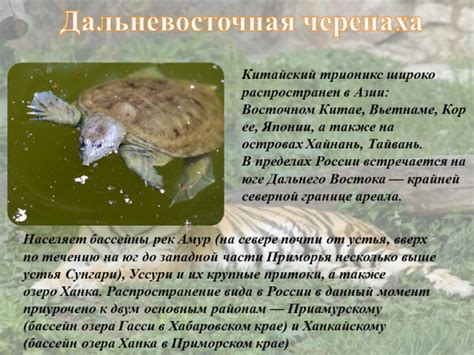 Презентация Животный мир Дальнего Востока – скачать бесплатно pptx