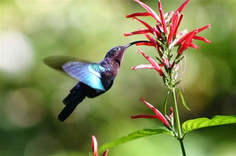 Most Terrifying & Amazing Creatures on Earth....: Stunning Purple ...