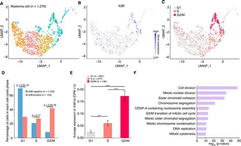 Apobec3b Is Preferentially Expressed In G2 M Phase Myeloma Cells A