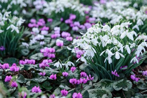 Best Snowdrop Planting Combinations - BBC Gardeners World Magazine