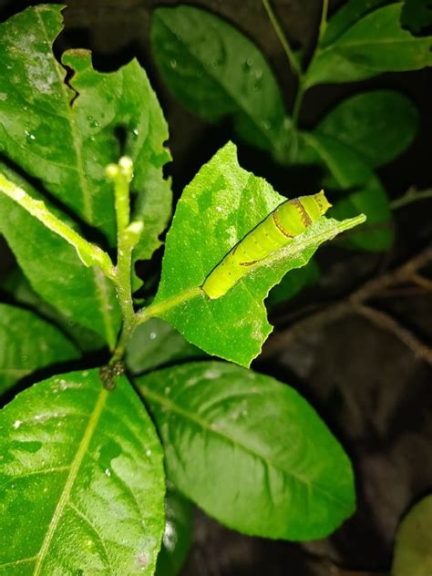 Hungry Citrus Swallowtail Butterfly Caterpillar On A Lemon Tree Leaf Citrus Trees Tree Leaves