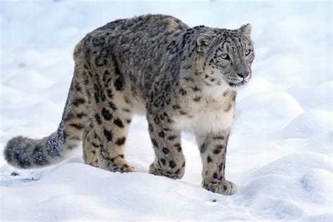 Hemis National Park, Entry Fee, Snow Leopards, Timings