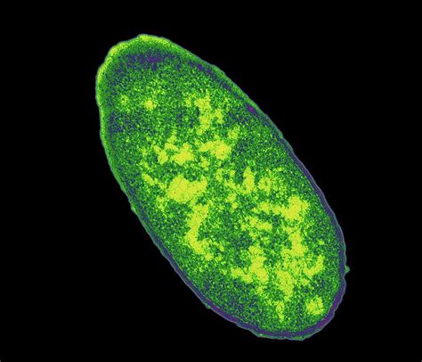 E Coli Bacterium Photograph By Dr Klaus Boller Fine Art America