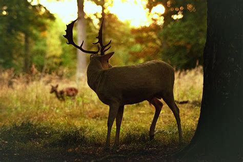 Schattengänger Damwild in Baden Württemberg Landesjagdverband