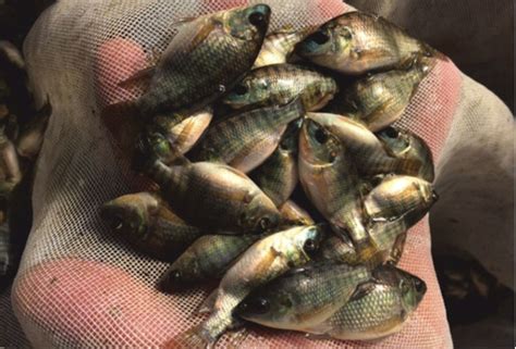 Alevines De Tilapia Oreocrhomis Niloticus Pinagro