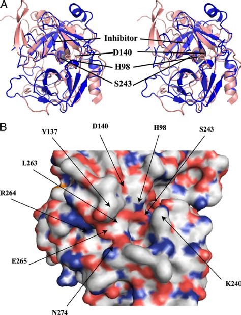 A Stereo Ribbon Diagram Of The Superimposed Hap Serine Protease Download Scientific Diagram