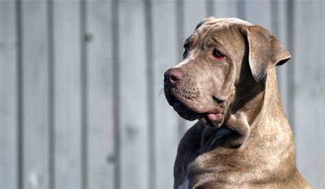 English Mastiff X Great Dane - Photos All Recommendation