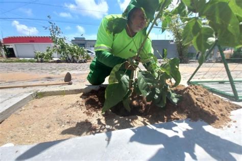 Planta Natal fará plantio de 100 árvores na cidade e reflorestamento às