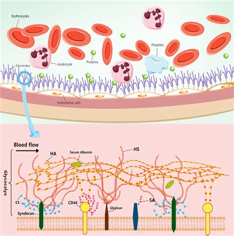 Glycocalyx