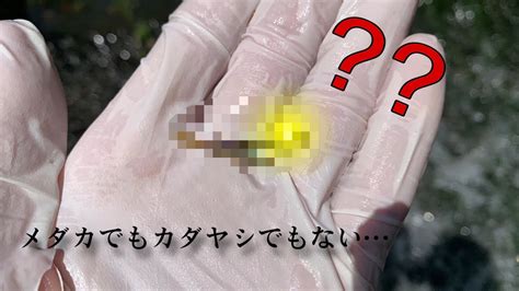 ガサガサしてたらまた光り輝く魚をゲット！！【用水路ガサガサ中編】 Youtube