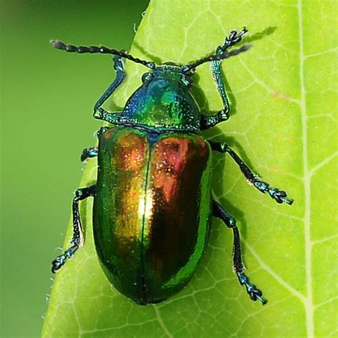 Shiny Beetle Chrysochus Auratus Bugguidenet