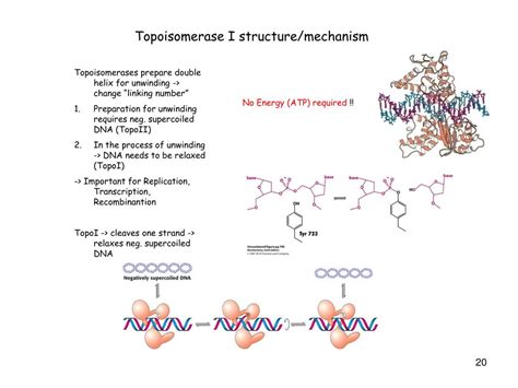 Ppt Dna As A Nanostructure The Central Dogma Powerpoint Presentation