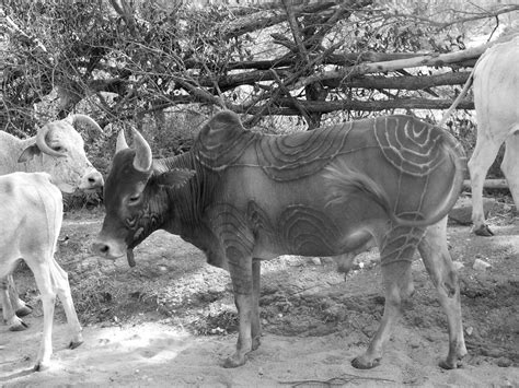 Domestication Animale En Afrique