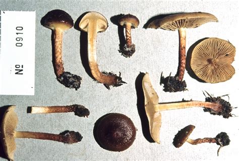 Virtual Mycota Pholiota Multicingulata