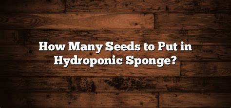 How Many Seeds To Put In Hydroponic Sponge Inter Culturalu