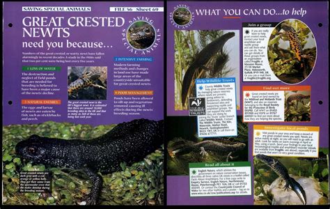 Great Crested Newts 69 Saving Special Animals Animals Animals Fact