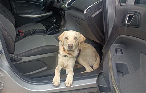 So Transportiert Man Hunde Richtig Sicher Im Auto