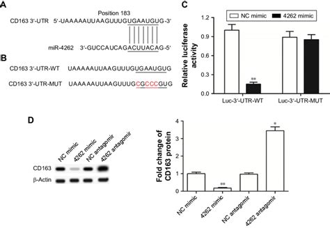 Mir Directly Targeted And Negatively Regulated Expression Of