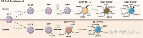 Nk细胞图鉴 知乎