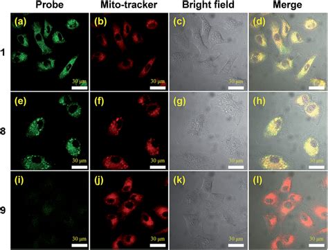 Confocal Microscopy Images Of A Cells Treated With And A