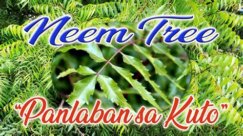 Neem Tree Panlaban Sa Kuto O Anumang Insecto Avoid Malaria Or