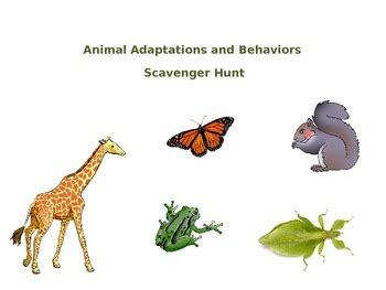 Animal Adaptations and Behaviors Scavenger Hunt by Tina Duckwall