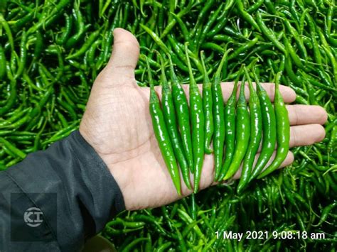 Organic Fresh Green Chilli For Human Consumption At Rs 34 Kilogram