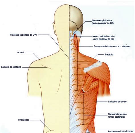 grupo superfícial de músculos do dorso trapézio e latíssimo do dorso