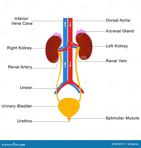 Human Urinary System Diagram Chapter Urinary System Diag