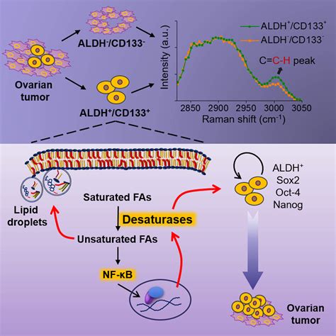 Lipid Metabolism Is Potential ‘achilles Heel For Cancer Stem Cells