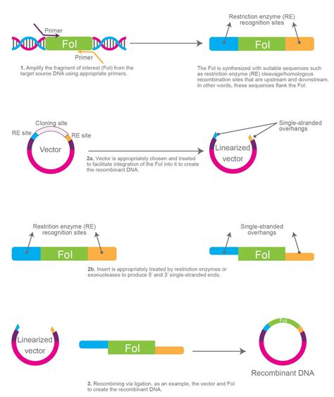 Molecular Cloning A Detailed Introduction Goldbio