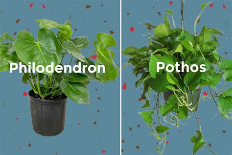 Philodendron Xanadu: How to Grow and Care