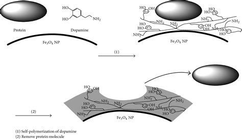 Figure From Mussel Inspired Polydopamine Coated Iron Oxide