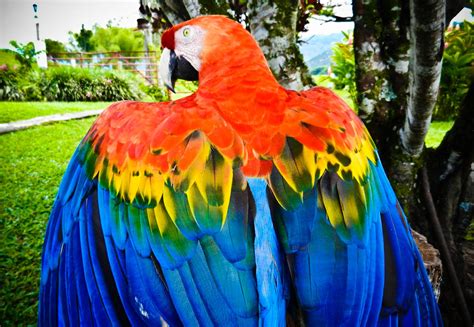 COLORFUL MACAW PARROT: COLOMBIA